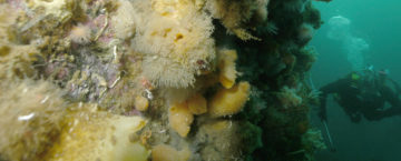 Divers inspect epibenthic communities on Anchorage wall, near Rothera Research Station