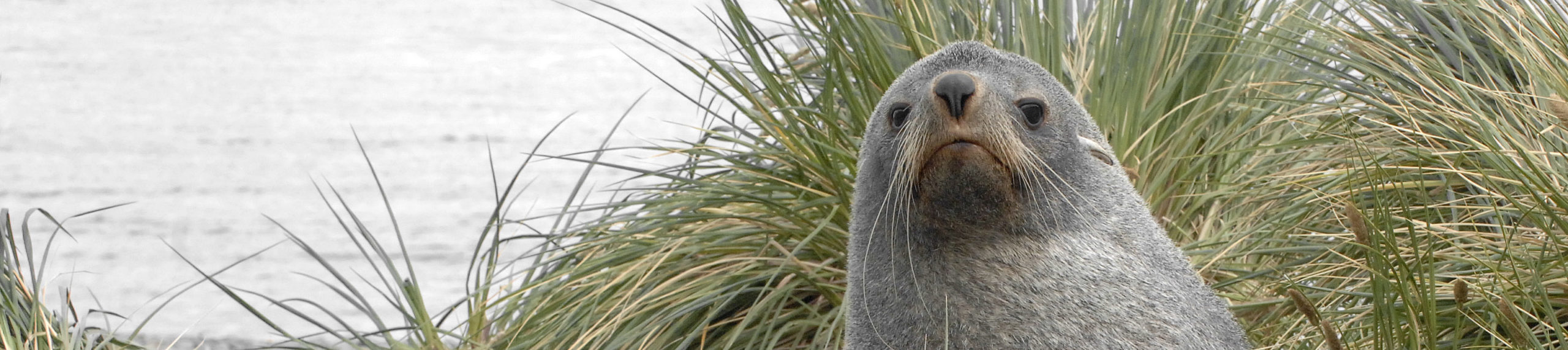 A close up of a seal.