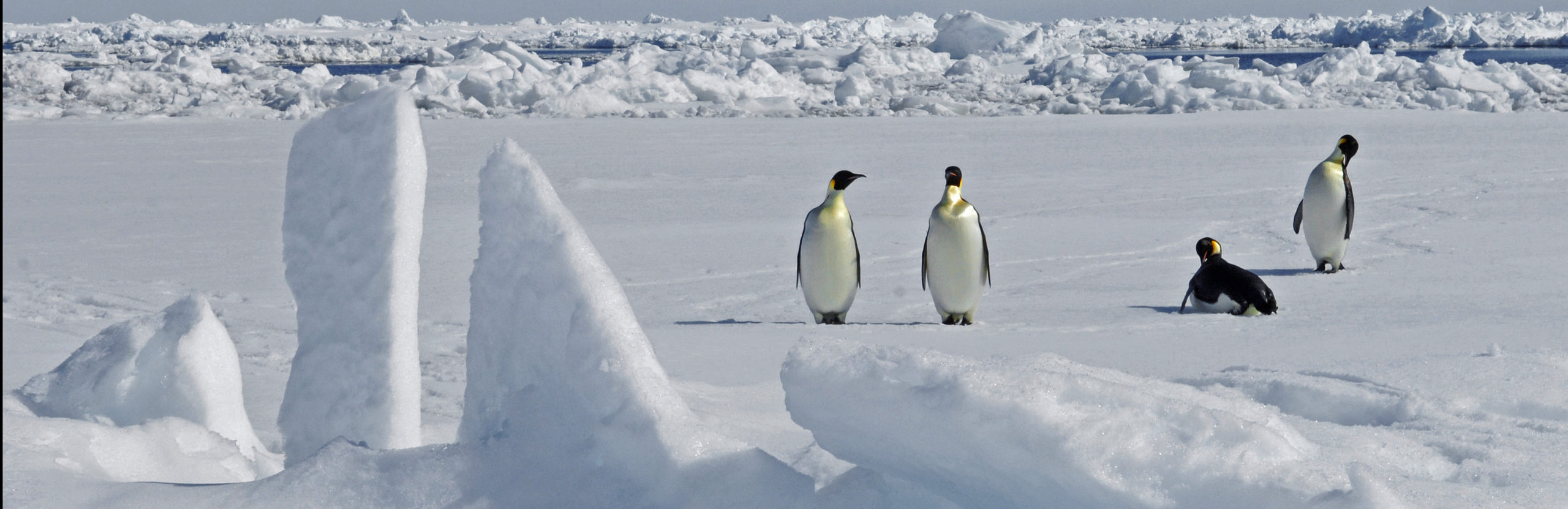 Emperor Penguins on the sea ice in the Weddell Sea