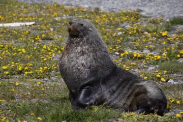 A seal lying in the grass.