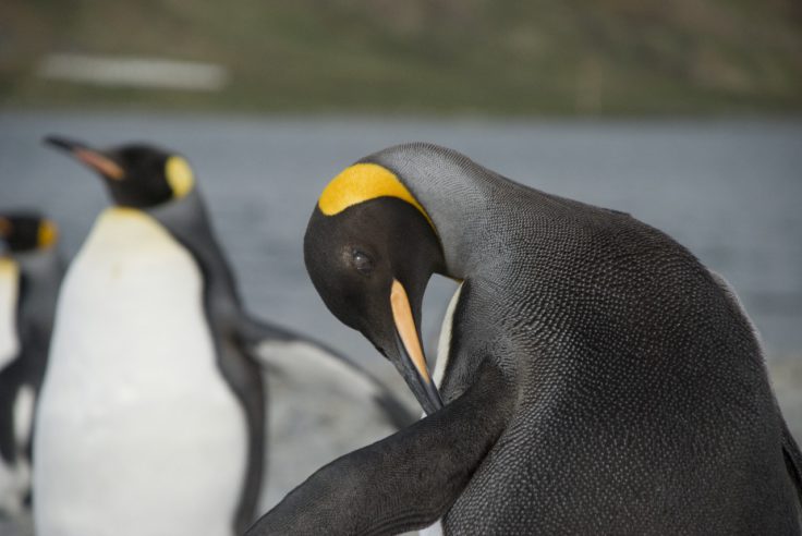 A bird sitting on top of a penguin.