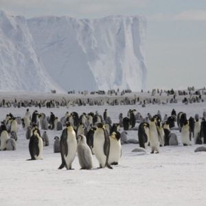 A group of people posing for Penguins