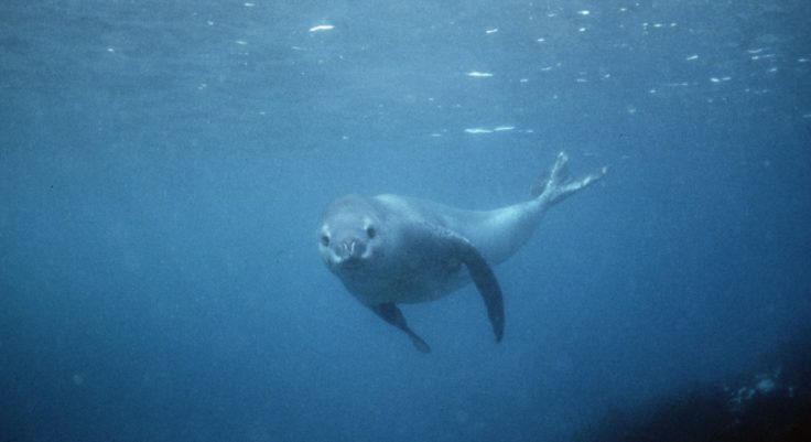 A leopard seal swimming underwater.