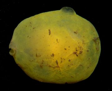 A close up of a half moon in the dark.