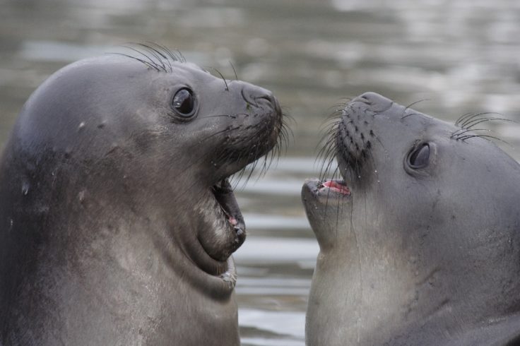 A close up of two young elephant seals.