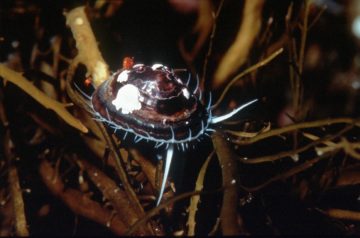 A close up of an animal.