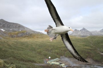 A bird standing on top of a mountain.