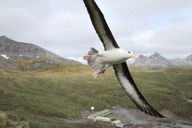 A bird standing on top of a mountain.