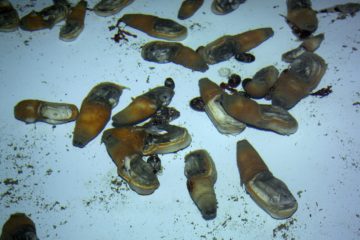 A group of fish in the water.