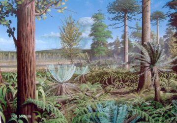 A group of palm trees.