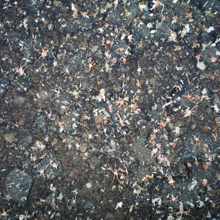 A close up of a large crowd