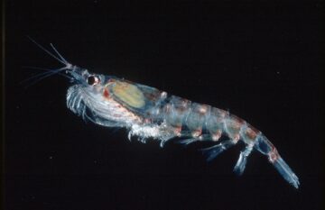 Antarctic krill
