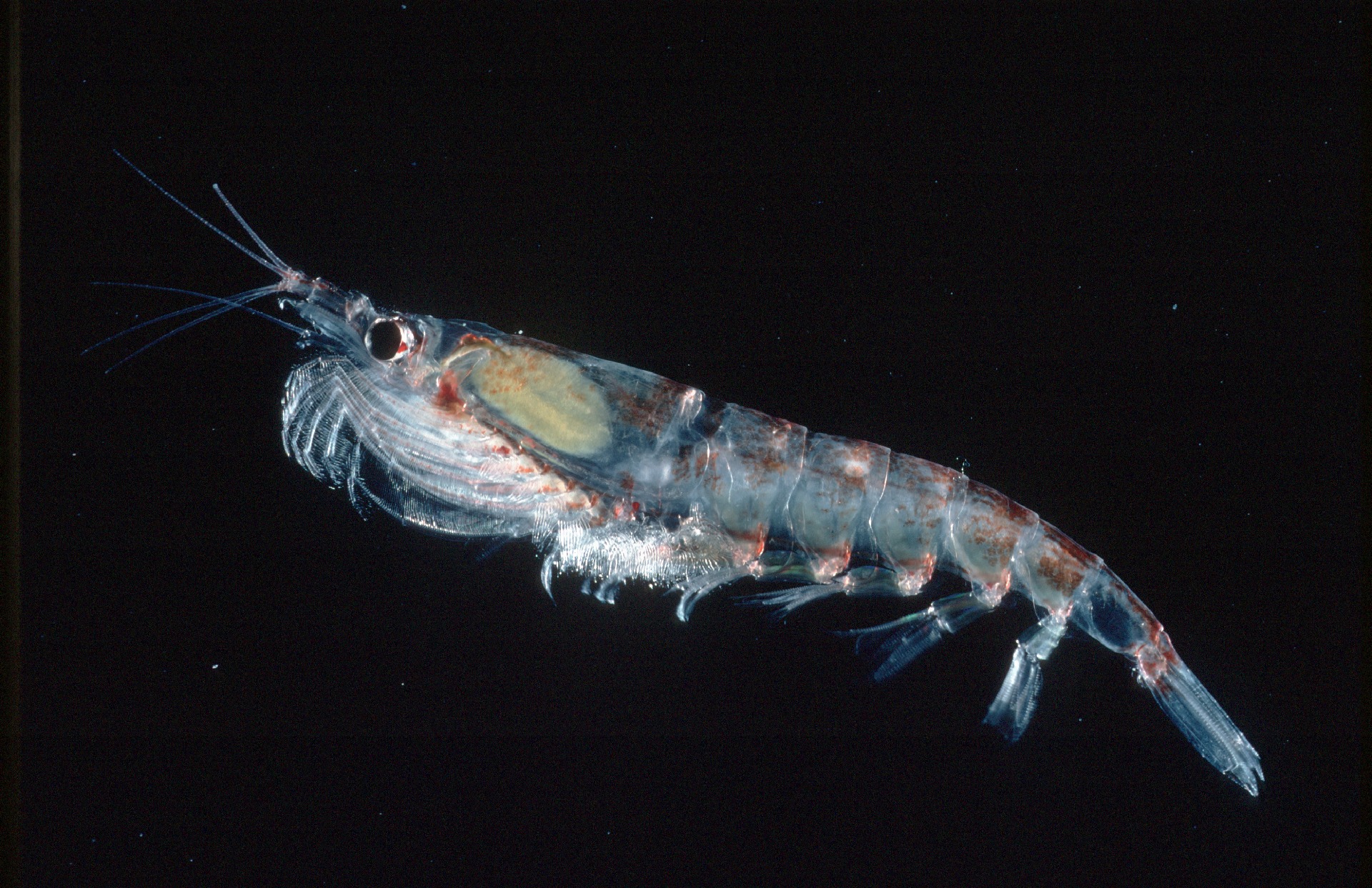Antarctic krill
