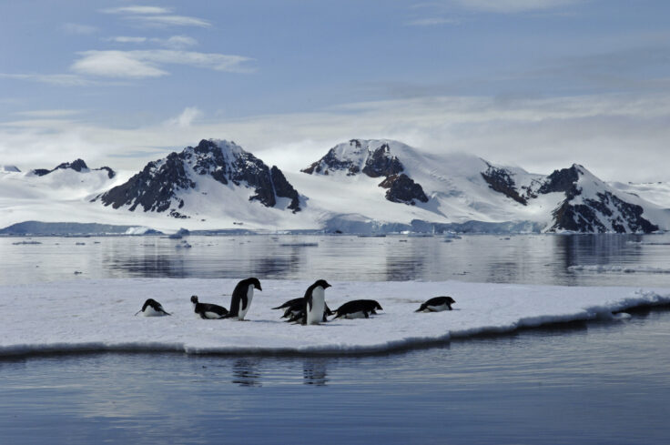 Adelie Penguins on a sheet of sea ice in Ryder Bay near Rothera Research Station.