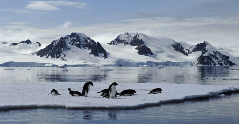 Adelie Penguins on a sheet of sea ice in Ryder Bay near Rothera Research Station.
