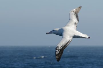 A bird flying over a body of water.