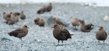 Group of skuas on a rocky beach
