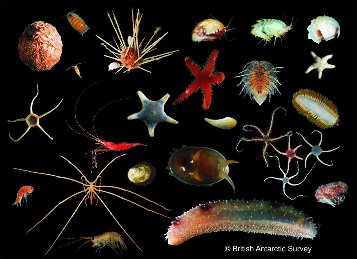 A collection of small marine creatures