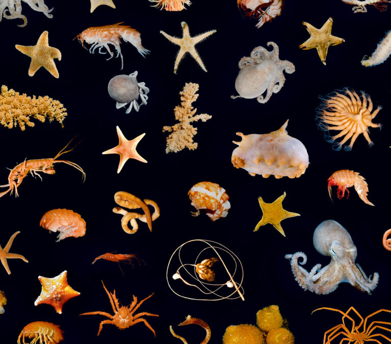 Benthic animals
