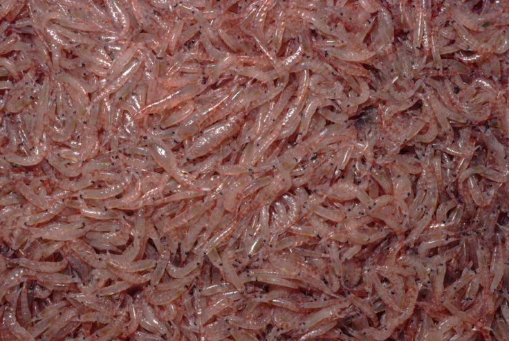 A close up of a coral.