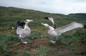 Birds standing in the grass