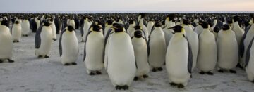 A penguin standing on a beach.