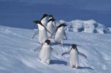 Adelie penguins on Rothera Point, Adelaide Island, Antarctica.