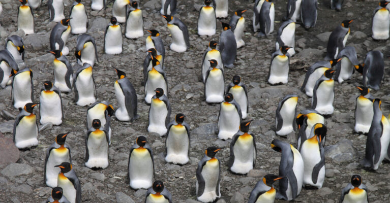 King penguin colony