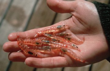 Krill are at the lower end of the Southern Ocean food chain