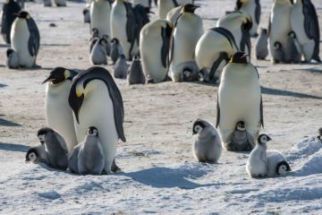 Penguins standing in the snow