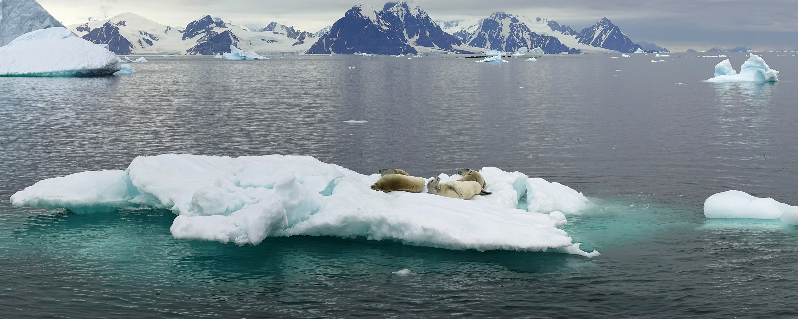 Seals on an iceberg