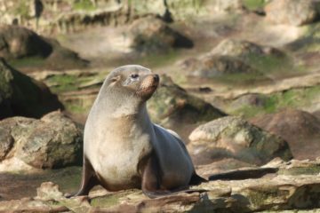 A seal on a rock.