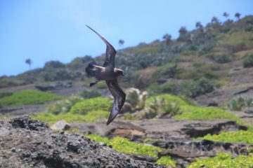 A bird standing on a rocky hill.