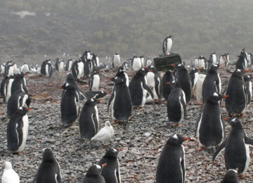 A flock of seagulls are standing in a parking lot.