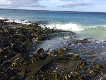 A group of people on a beach near a body of water.