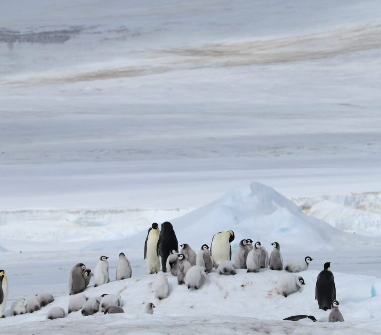 A penguin in the snow