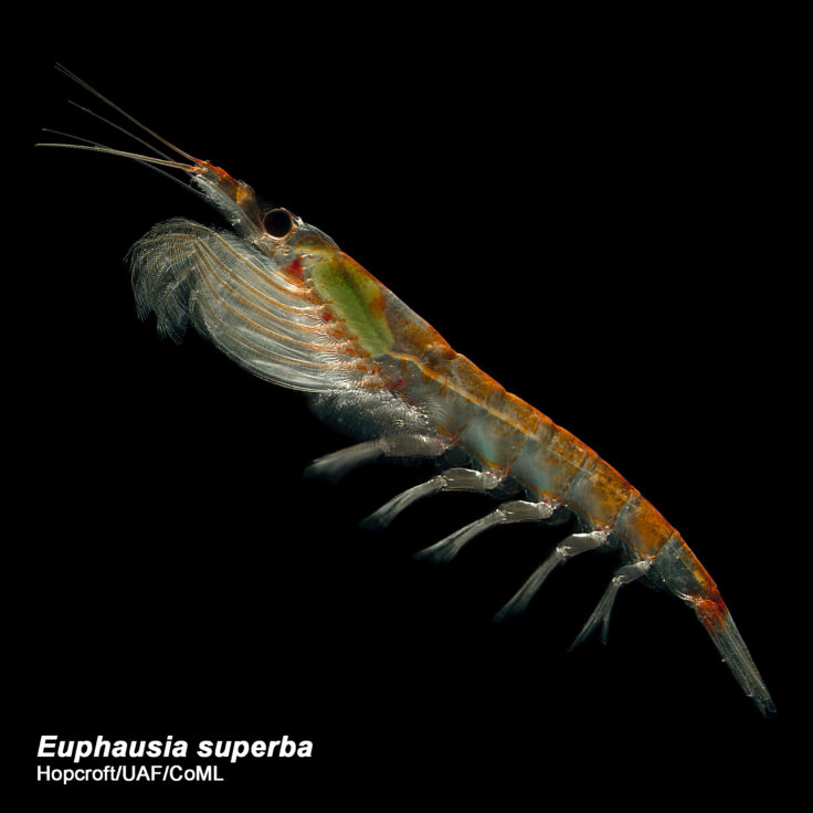 A close up of an animal.