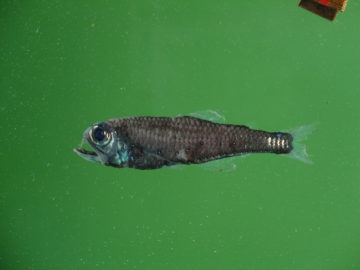 A fish swimming under water.