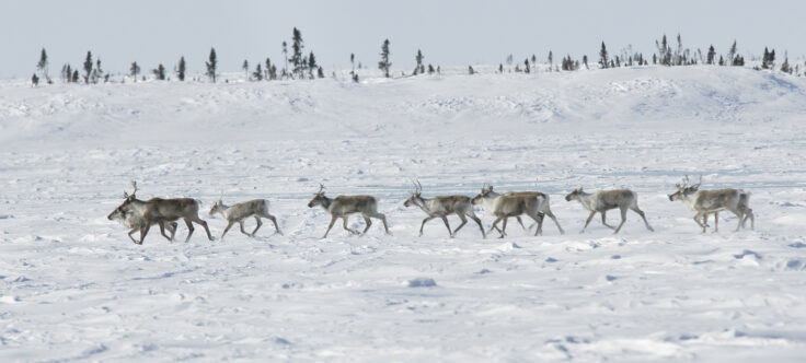 image of a herd of caribou