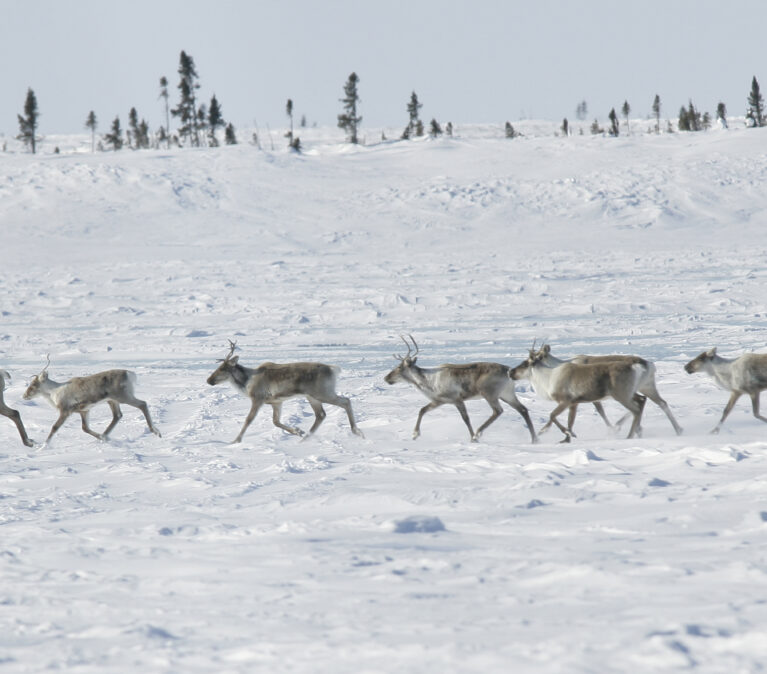 image of a herd of caribou
