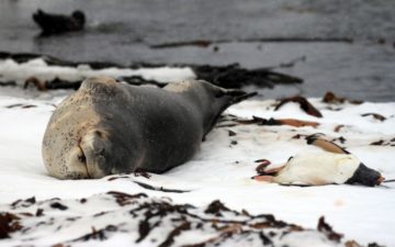 A seal lying in the sand on a beach.