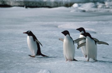 A penguin standing on top of a body of water.