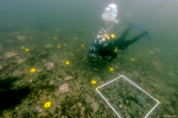 A diver swimming under water