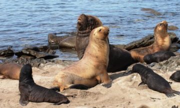 A seal located in a body of water.