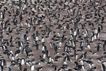 A colony of Adélie penguins at Signy Island