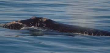 An animal swimming in the water.