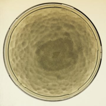 A close up of a bowl.