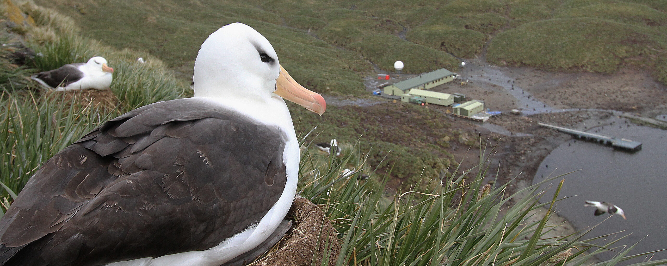 black browed albatros with Bird Island Research Station
