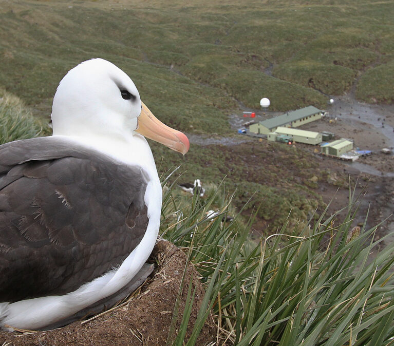 black browed albatros with Bird Island Research Station