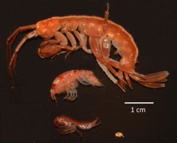 A close up of an animal.